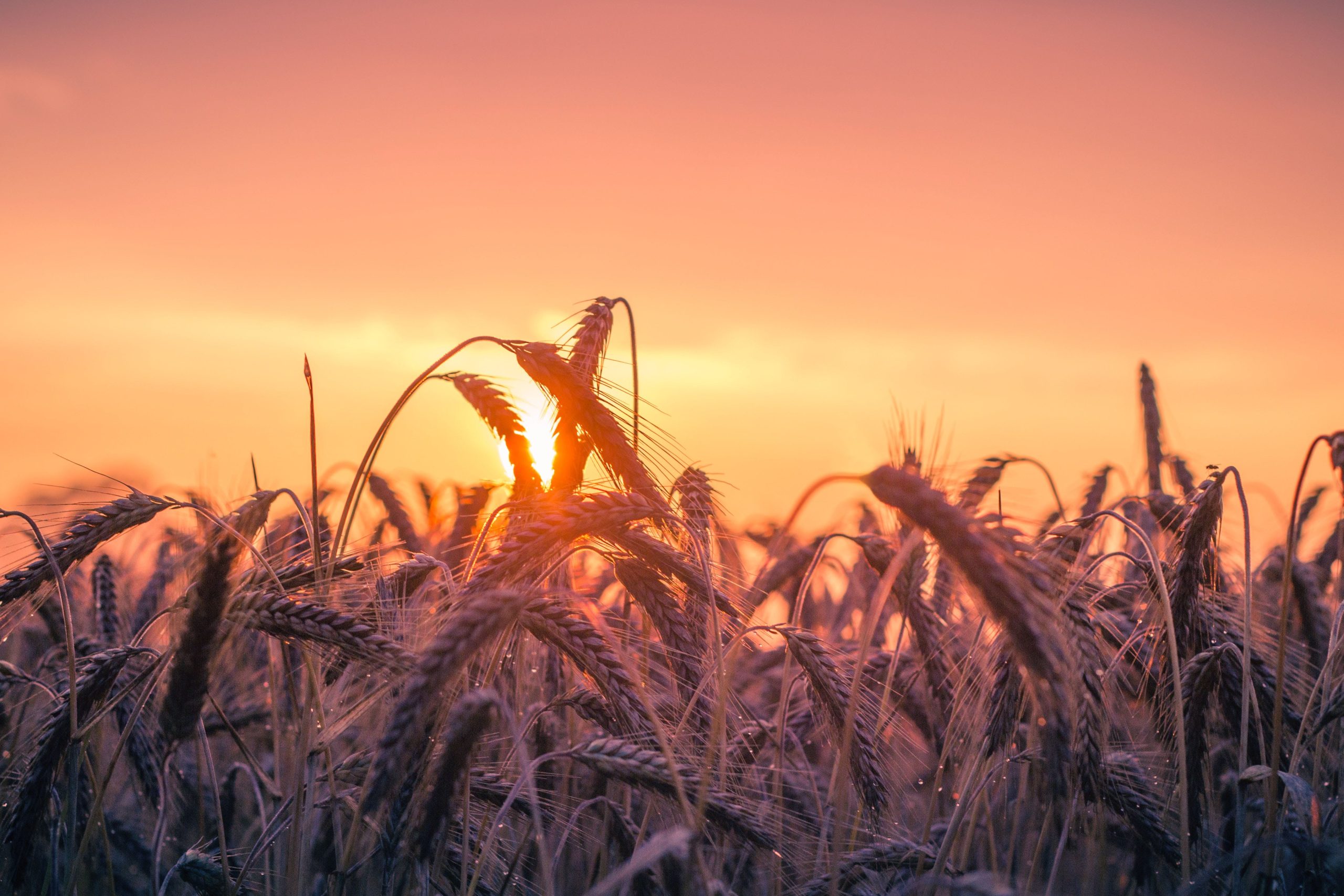 Saskatchewan Blue Cross announces partnership with Prairie Harm ...